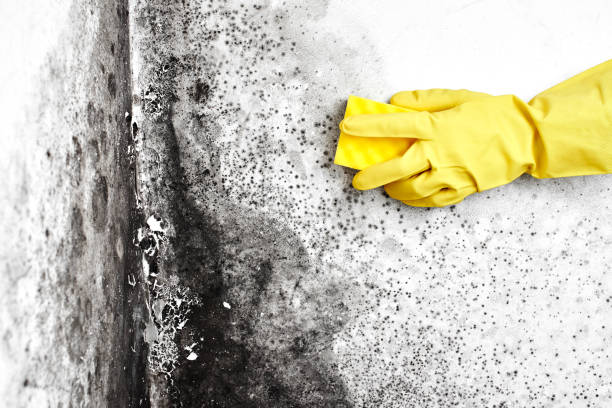 Best Office Mold Removal Services  in Innotion, VA