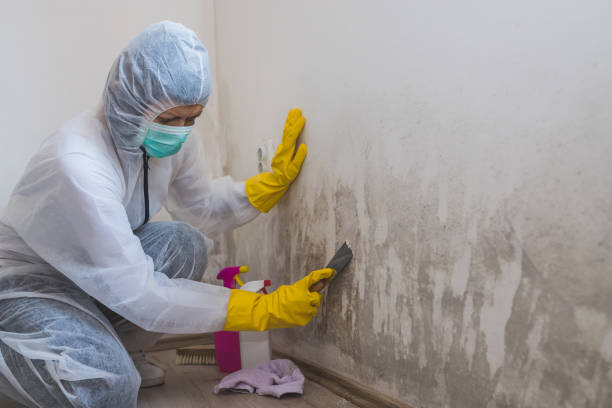 Best Local Mold Removal Service  in Innotion, VA