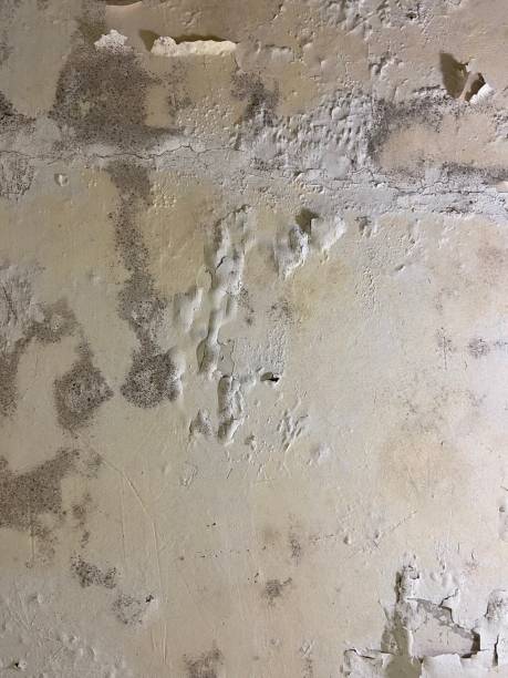 Best Mold Remediation  in Innotion, VA
